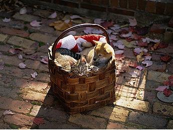 EA表示没有强迫玩家氪金 《FIFA 23》仍有开箱系统